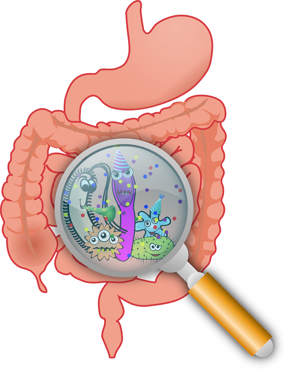 anatomy, bacteria, bacterium